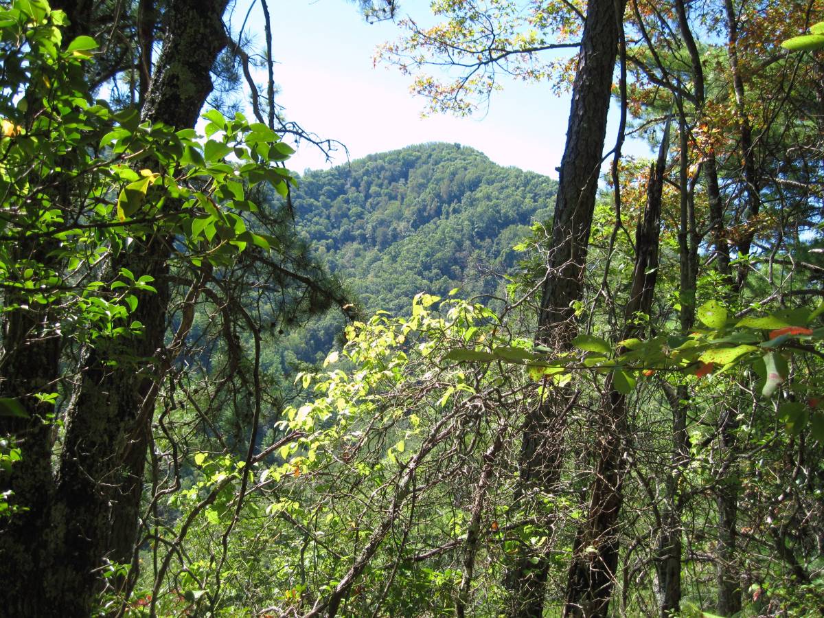 3756,_Lamb_Knob_as_seen_from_trail_near_Gragg_Gap,_RBH_day5,_9-10.jpg