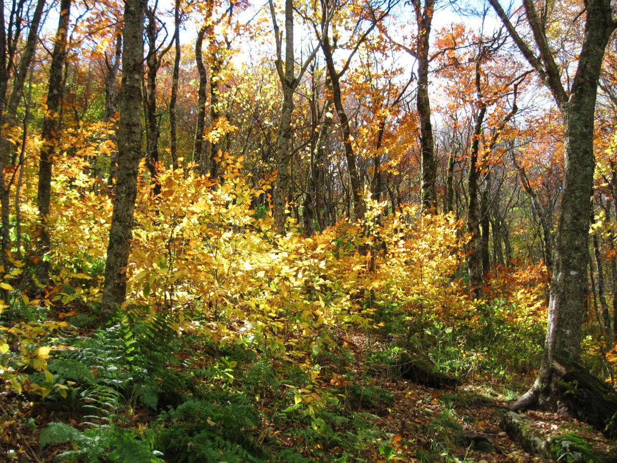 3933,_Autumn_Foliage,_Li_l_Bald_Mnt,_10-10.jpg