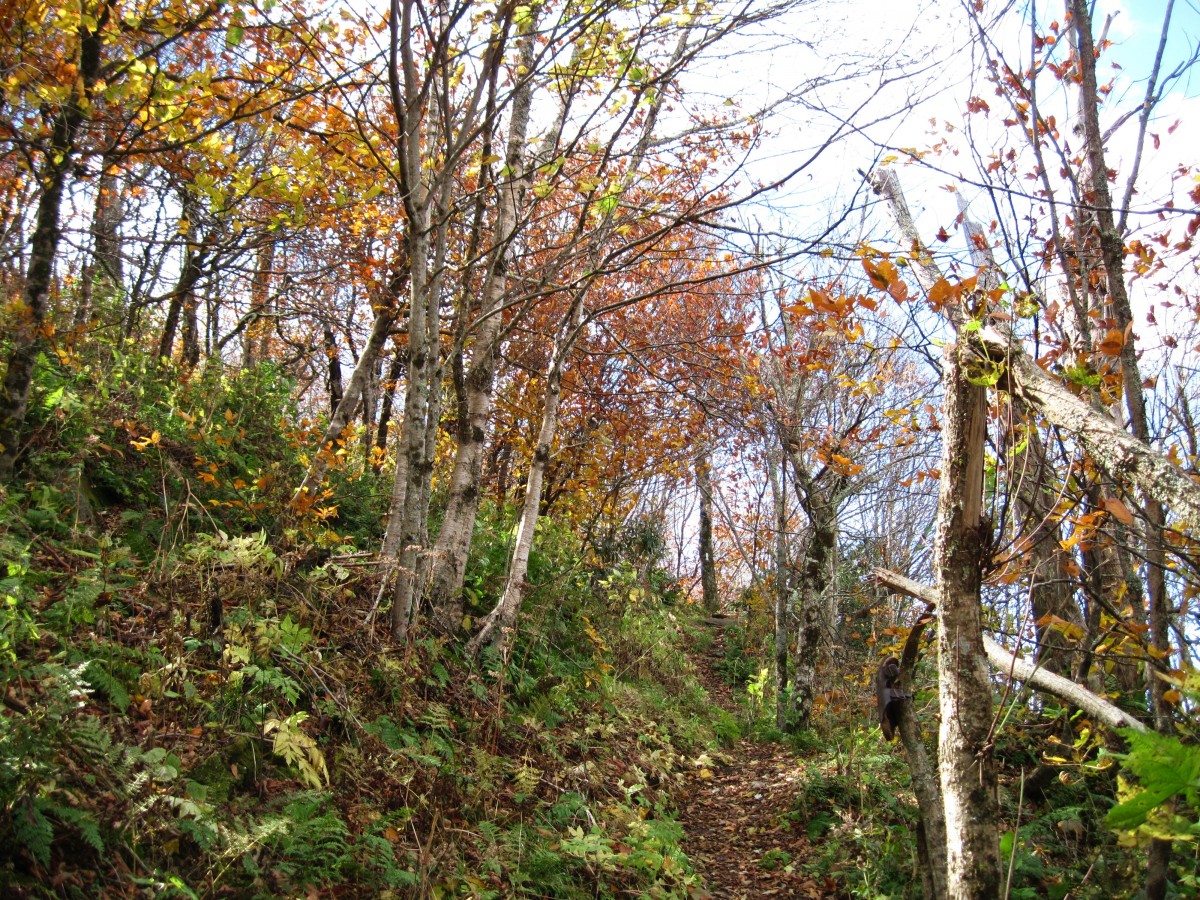 3946,_nearing_the_summit_of_Li_l_Bald,_10-2010.jpg