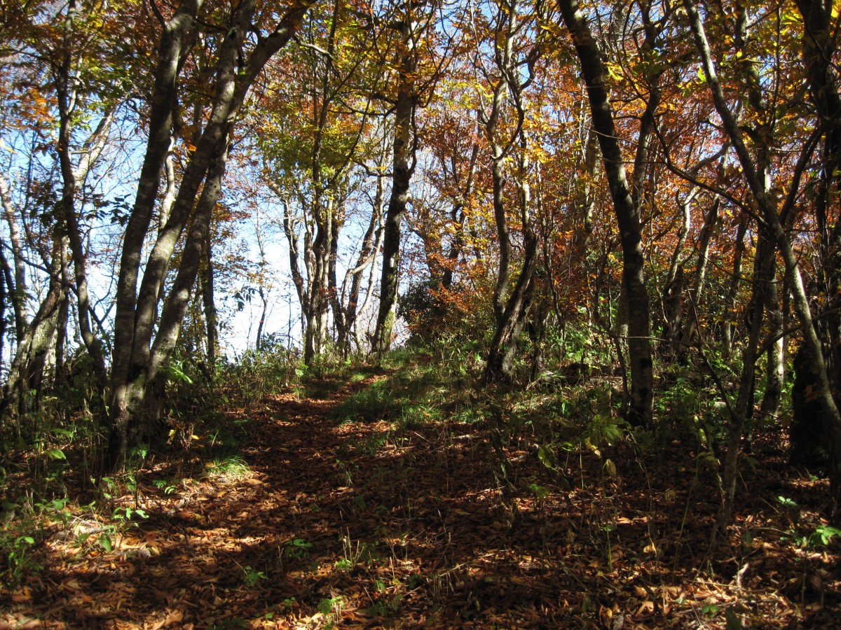 4068,_Summit_of_Li_l_Bald,_10-2010.jpg
