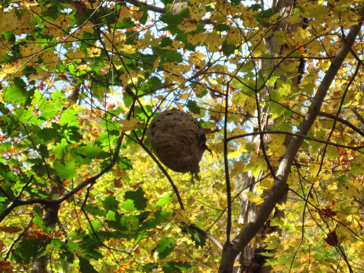 4114,_wasp_nest,_10-2010.jpg