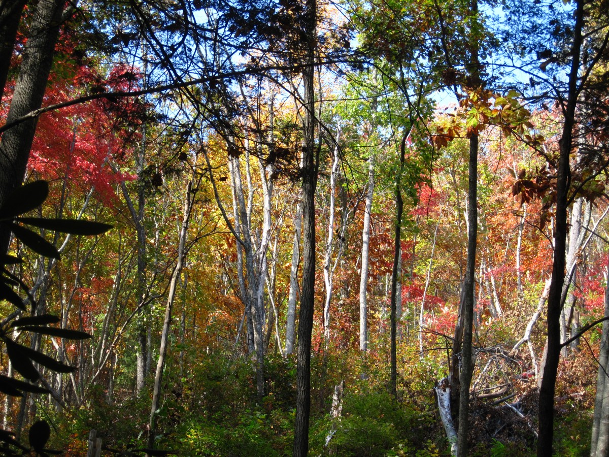 4190,_Whitehouse_Mountain_Trail,_Rocky_Fork,_10-2010.jpg