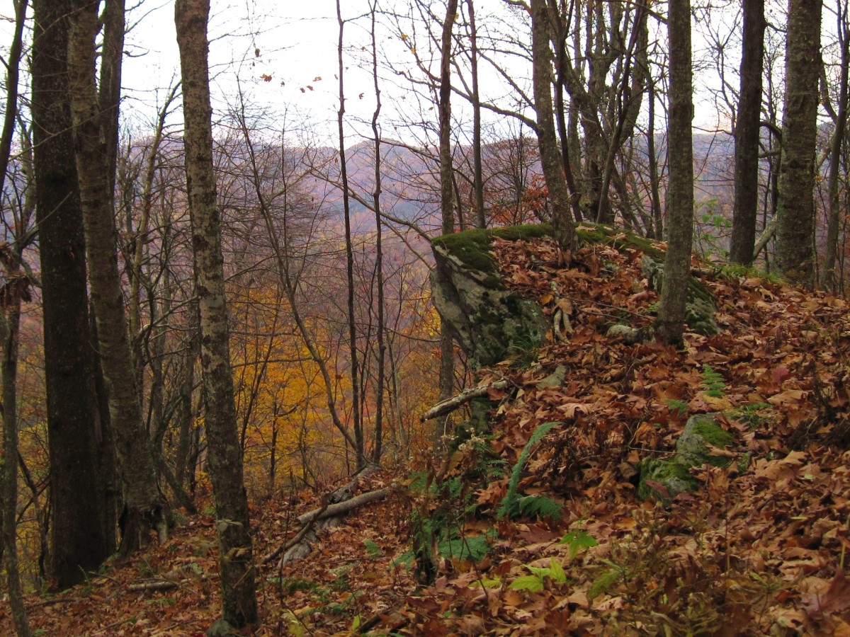 4414,_autumn_scenery,__N__Unaka_Mnt,_10-2010.jpg