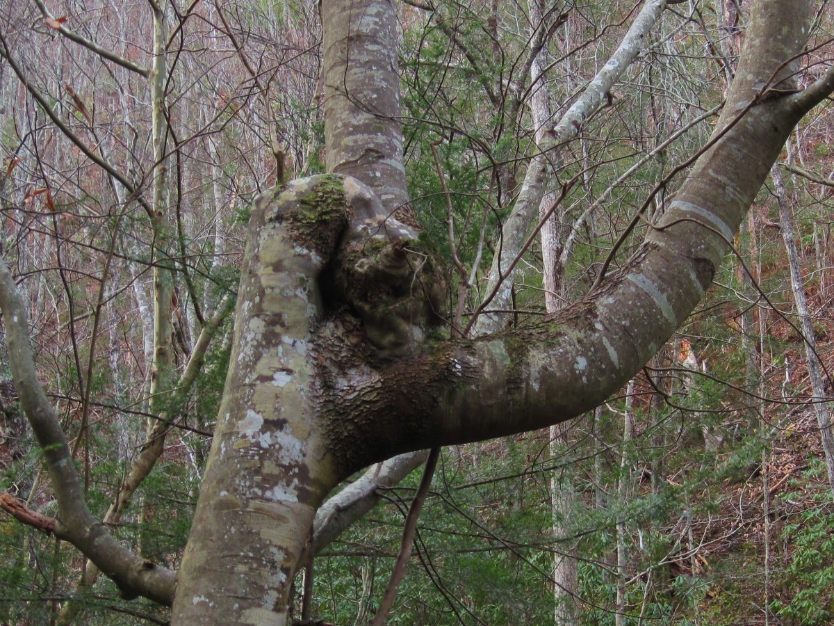 4997,_gnarly_tree,_Longarm_Branch,_11-29-2010.jpg