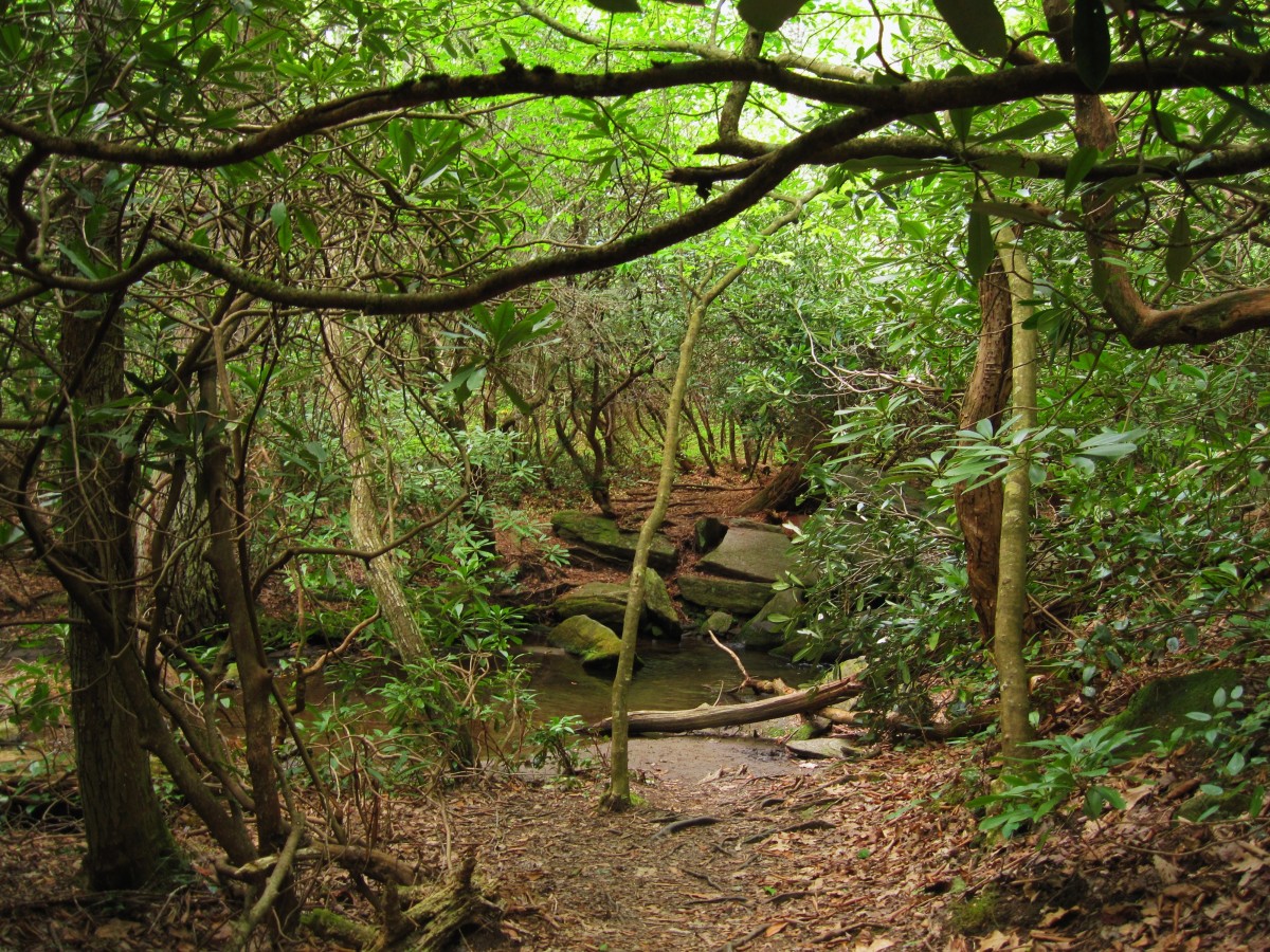 9192,_creek_crossing,__Chinquapin_Mountain_Trail,_Ga,_5-2011.jpg
