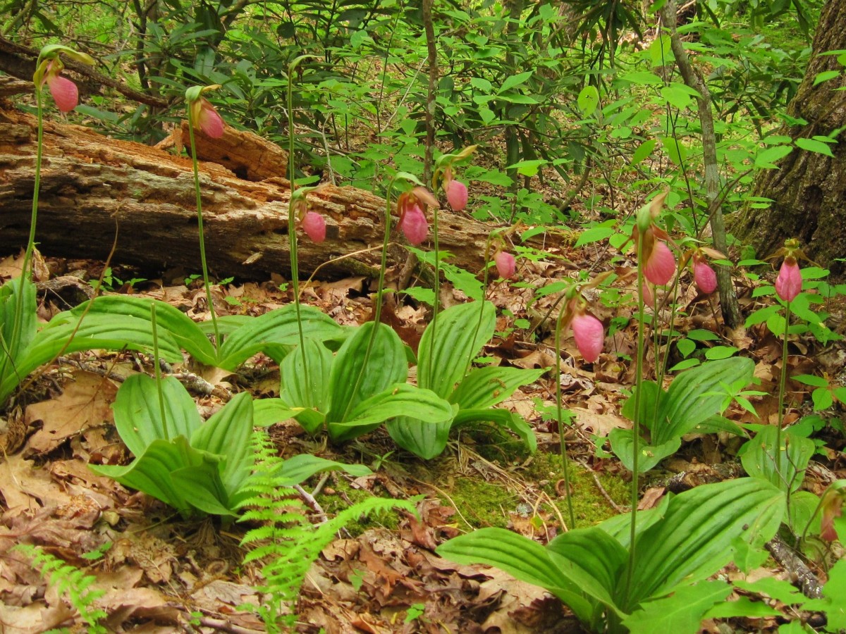 9211b,_Pink_Lady_Slippers,_Chinquapin_Mountain_Trail,_Ga,_5-2011.jpg