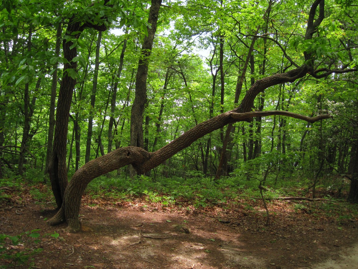 9370,_unusual_tree,_Amicalola_State_Park,_Ga,_5-2011.jpg