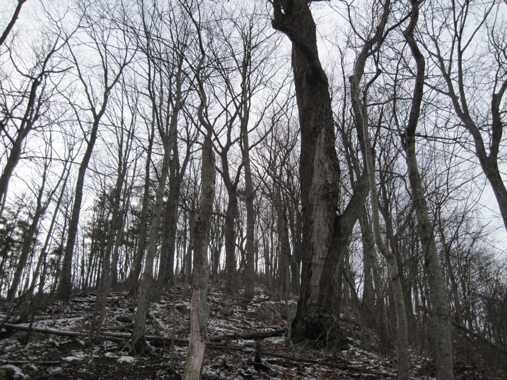 Big_Pine_Ridge6.jpg