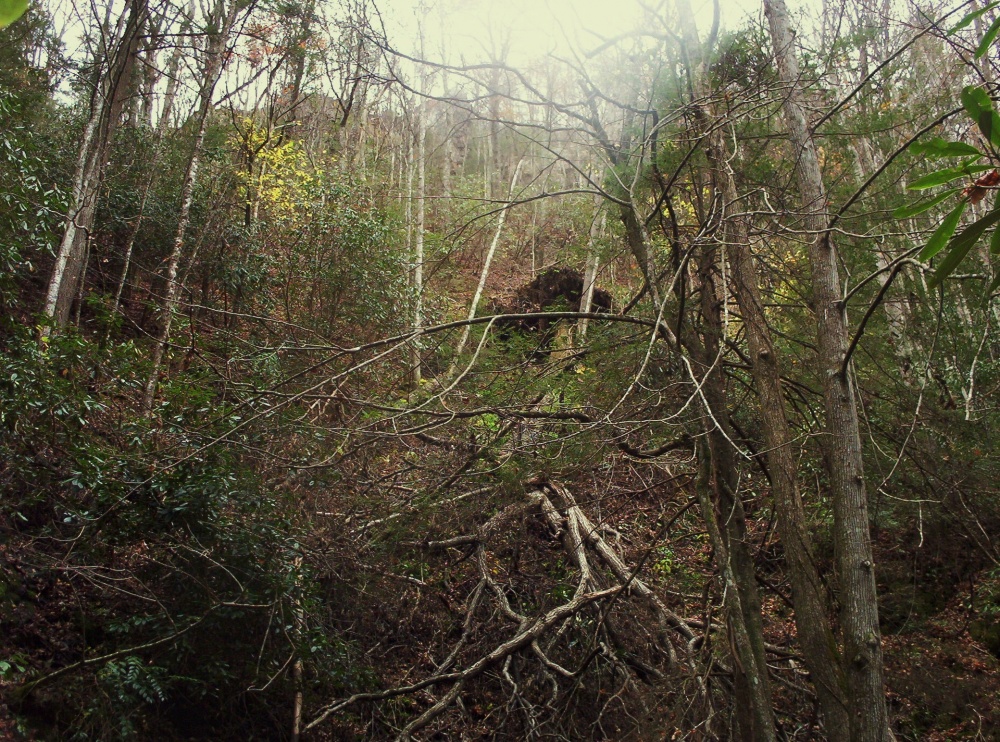 Fallen_oak_tree_next_to__Josiah_Falls_,_11-09.jpg