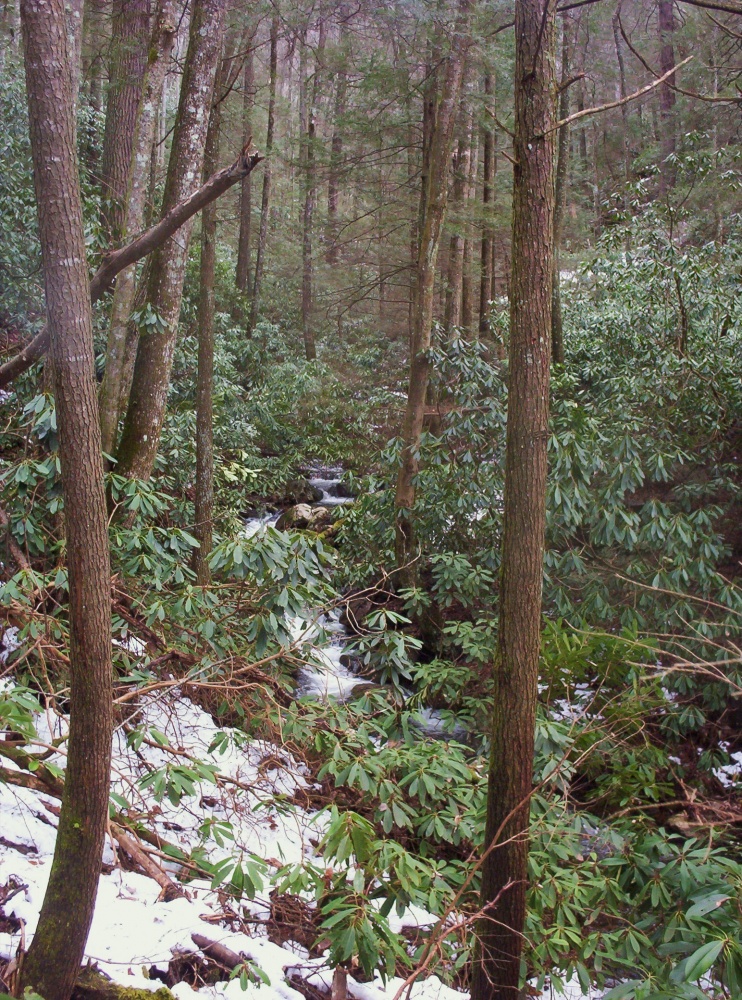 Jones_Branch_in_December_2009.jpg