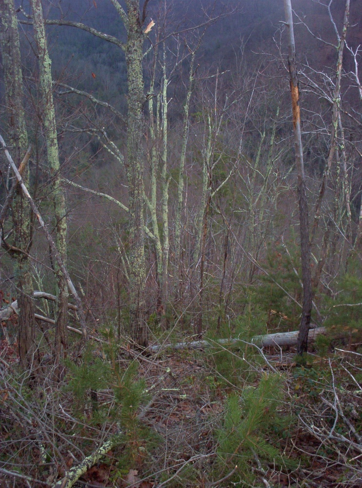 Longarm_Ridge,_descending_the_ridge_from_the__Jumpoff_,_1-1-2010.jpg