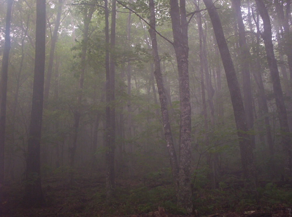 Morning_at_Juana_s_Sledged_Rock_camp_on_Li_l_Bald,_July_2009.jpg