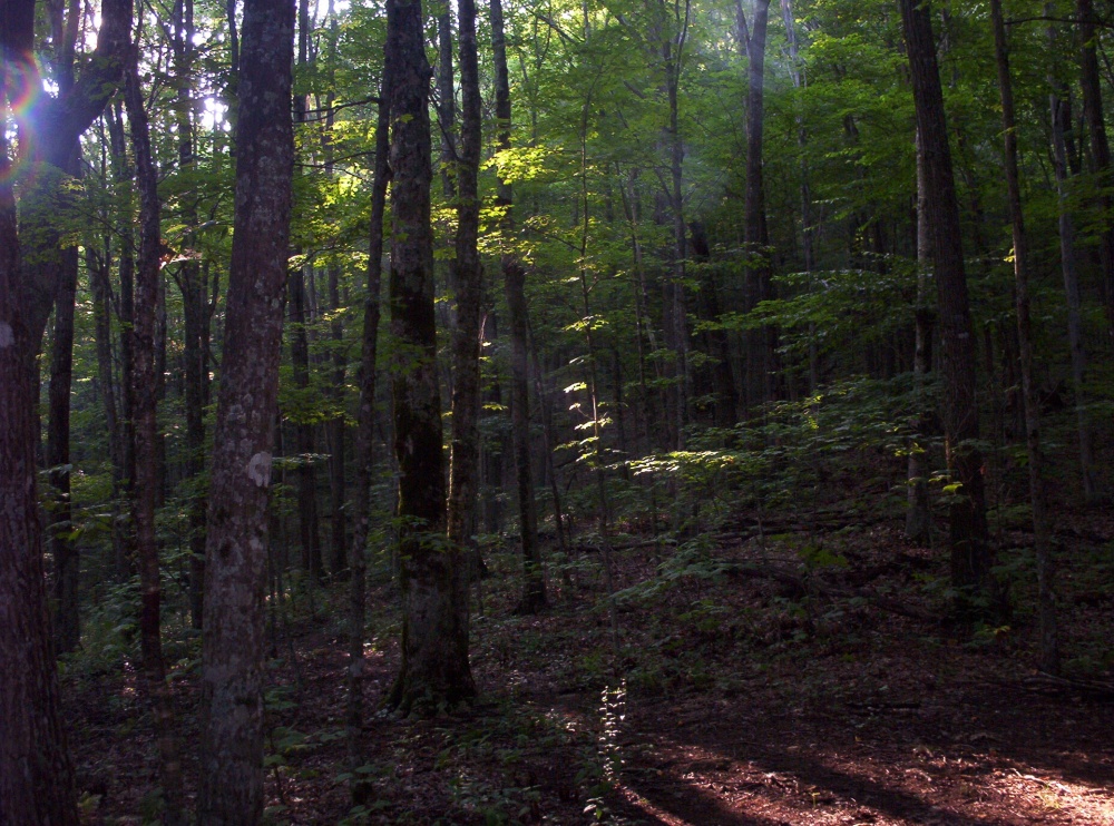 afternoon_sunlight_thru_the_trees_at_Juana_s_Sledged_Rock_camp,_July_2009.jpg
