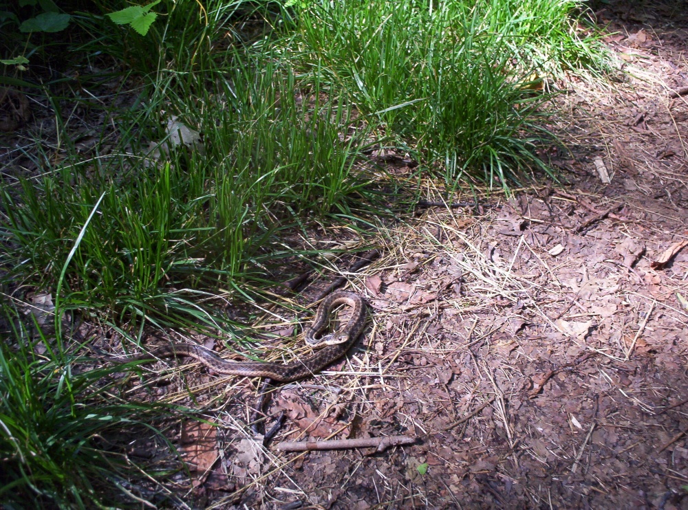 brown_and_tan_mnt_snake_near_Big_Bald,_July_2009.jpg