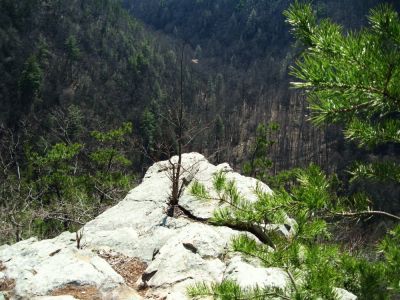 Sill Branch Overlook
...looking down into Sill Branch from the giant 'Monkey-Head Rock' cliff,
3-19-10
