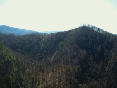 Sill Branch Overlook
View of Big Pine Ridge Knob, aka 'The Volcano',
3-19-10
