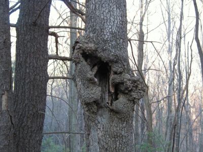 Gnarly Tree
...on the way to Sill Branch Overlook, 
3-19-10

