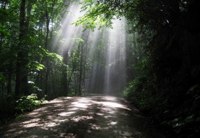 Sunbeams on Forest Road
On way to South Harper Creek Falls (NC).
6-5-2015
