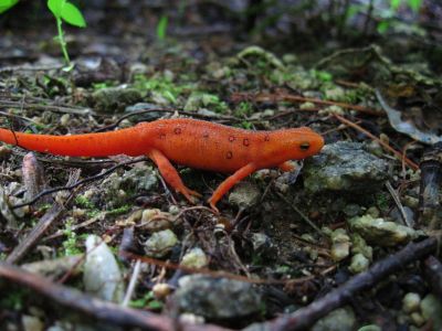 Orange Lizard
Newt...
South Harper Creek Falls (NC).
6-5-2015
