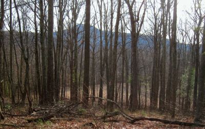 Meadow on Flattop Mountain
Little Bald in the background.
3-22-2017

