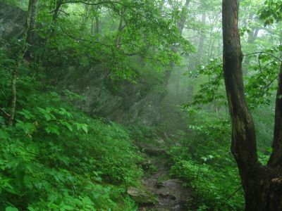 Cloudy Trail
Bald Mountain Trail, 
July, 2011
