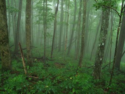 Cloudy Forest Scene
Hogback Ridge Trail,
July, 2011
