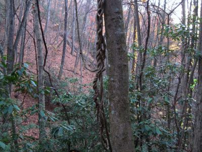 Vines
Braided vines on the Temple Hill Gap Trail,
11-6-2011
