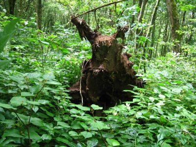 Roots Among Nettle
July, 2011
