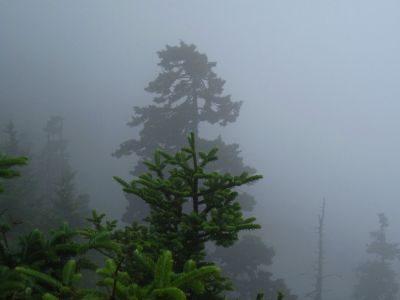 Foggy View
From Sunset Rock,
Roan High Knob Trail,
8-2011
