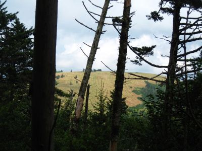 View Of Round Knob
From the Roan High Knob Trail,
8-2011

