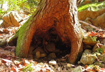 Forked Roots
Davis Creek
11-12-2011 
