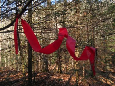 Red Blaze
Davis Creek
11-12-2011 
