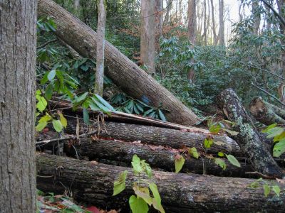 Rough Trail
Artie Hollow Trail.
11-12-2011 
