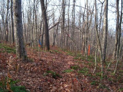 Phillips Hollow Trail
Near 'Fox Cabin' and the Appalachian Trail,
11-12-2011 
