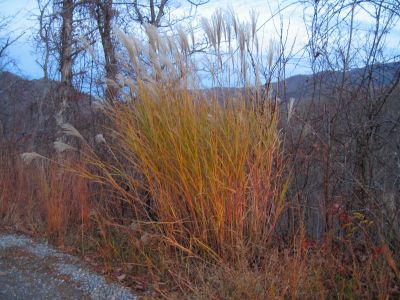 Ornamental Grass
alongside the Round Knob Road.
11-12-2011 
