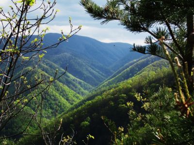 View from Sampson Mountain
Looking SW toward the Butte
(the 'Buckeye' hollow clearly visible)
April, 2010
