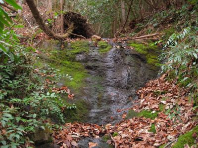Slippery Rock Hollow
...on Longarm Ridge.
11-27-2011
