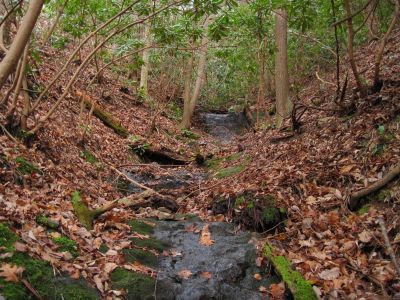 Slippery Rock Hollow
...on Longarm Ridge.
11-27-2011
