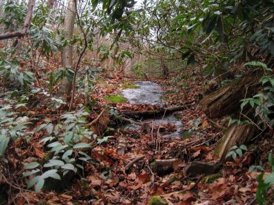 Steep Rock Hollow On Longarm Ridge
Upper part of slippery rock hollow.
11-27-2011
