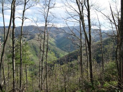 View from Sampson Mountain
View of Chigger Branch through the trees.
April, 2010
