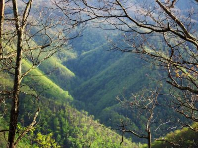 View from Sampson Mountain
looking into Chigger Branch from Flattop.
April, 2010

