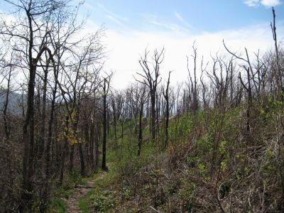 Appalachian Trail
on the Unaka Ridgeline.
May, 2010
