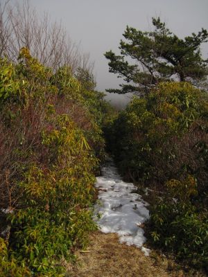 Foggy Trail
Unaka Mountain
