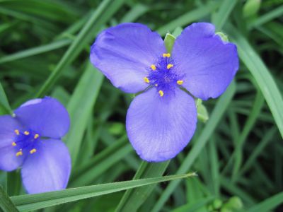 Blue Spiderwort
close up view...
May, 2010
