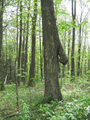 ...near High Rocks, NC.
May, 2010
