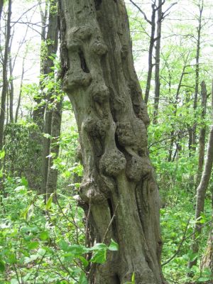 ...near High Rocks, NC
May, 2010
