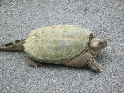 Big Pond Turtle
May, 2010
