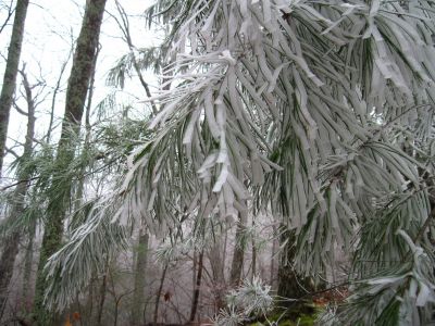 Hoar frost
Middle Spring Ridge Trail,
December 17, 2011

