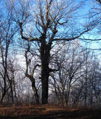 Large Tree
Near the overlook...
Middle Spring Ridge Trail,
December 17, 2011

