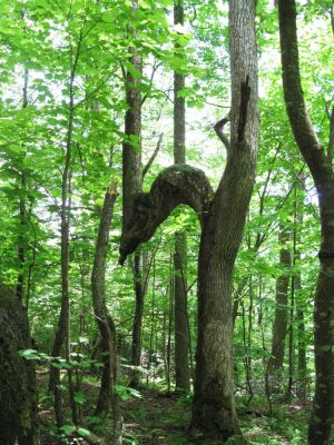 Serpent-like Tree Limb
Unaka Mountain, 
June, 2010
